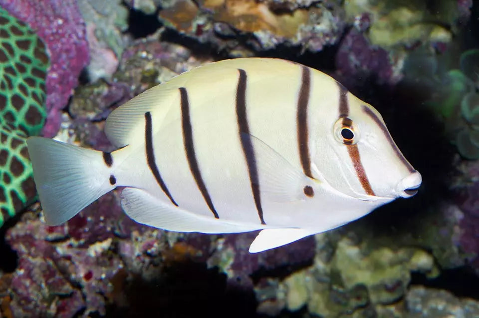 Acanthurus triostegus