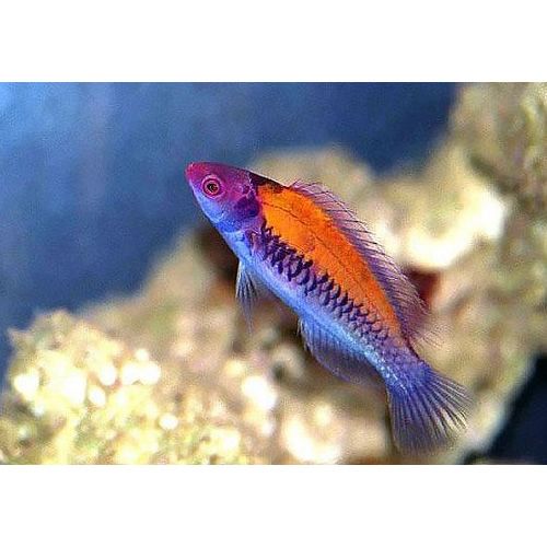 Cirrhilabrus aurantidorsalis