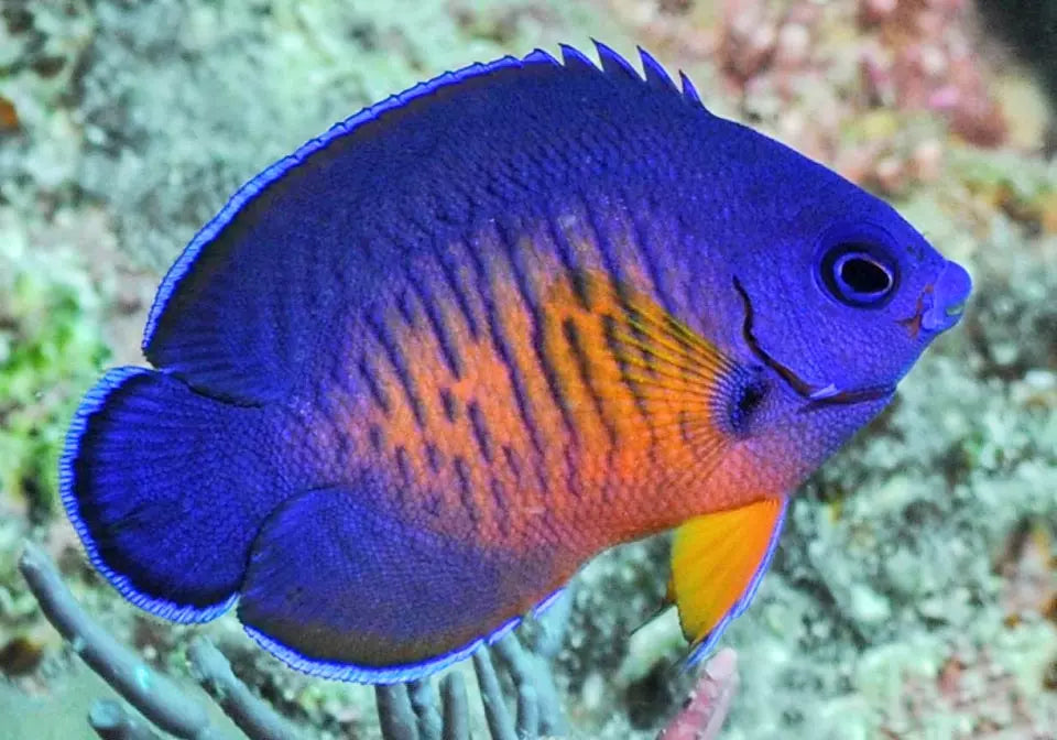 Centropyge bispinosus