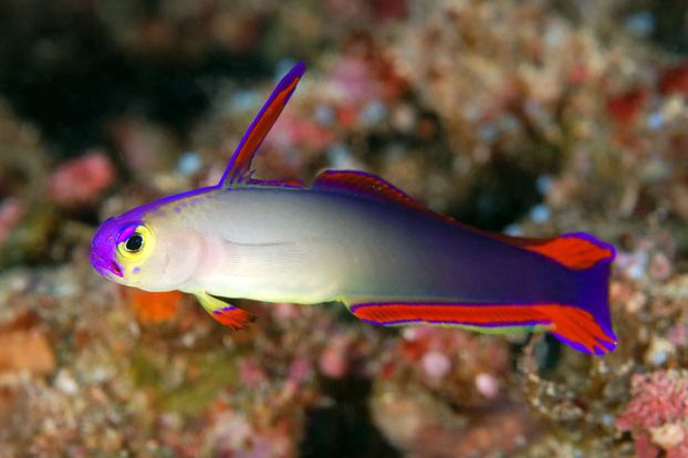 Nemateleotris decora