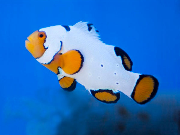 Ocellaris extreme snow onyx