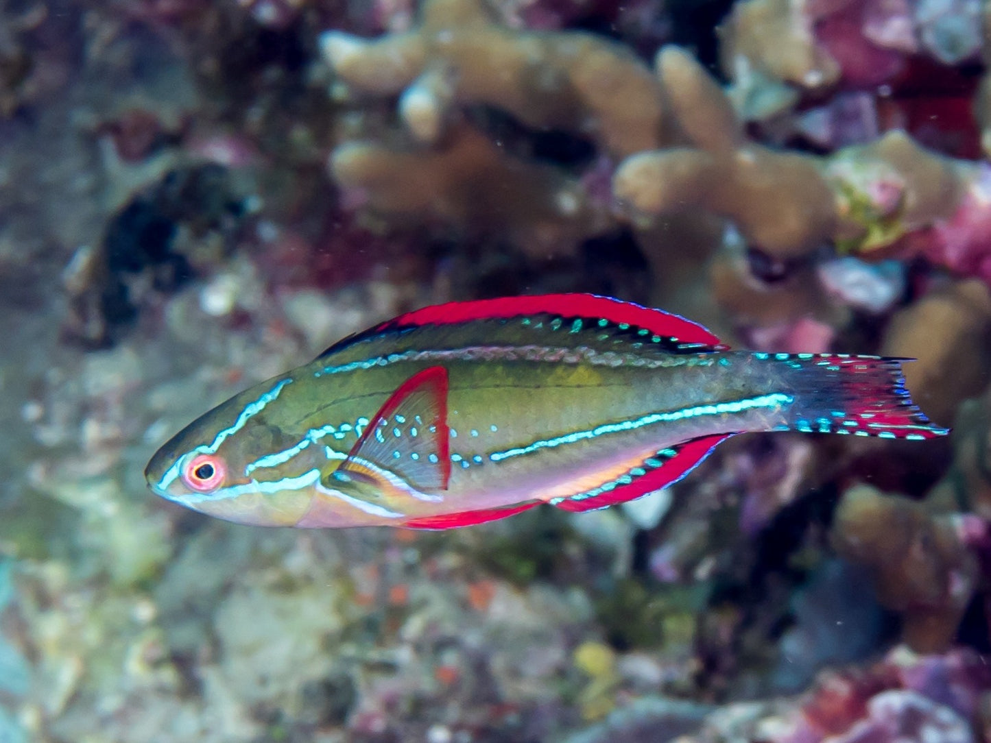 Cirrhilabrus Exquisitus