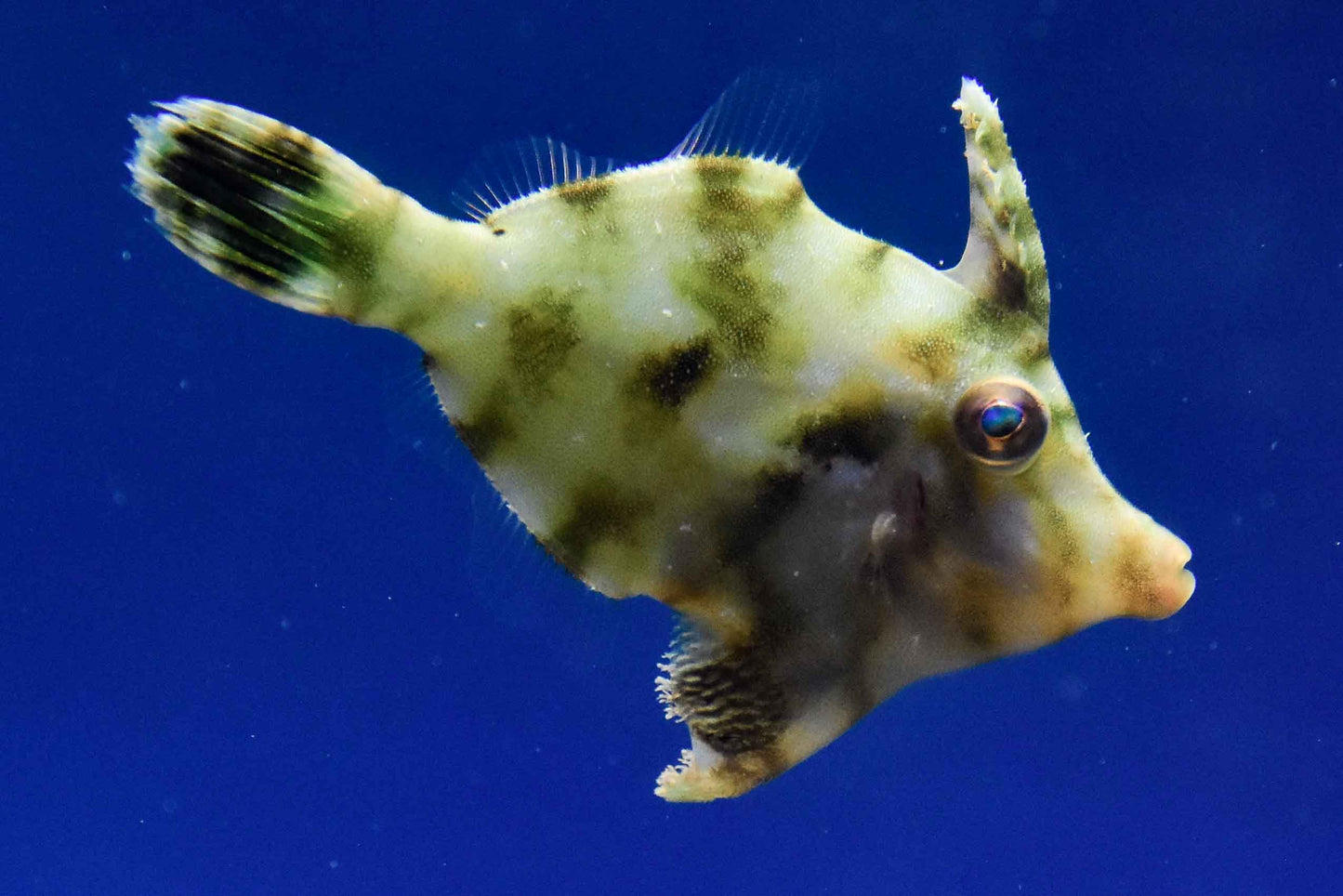 Acreichthys tomentosus