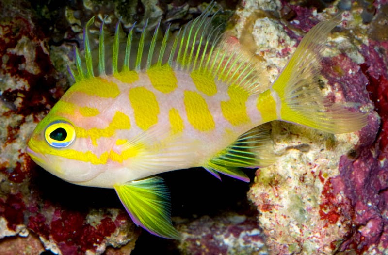 Holanthias borbonius