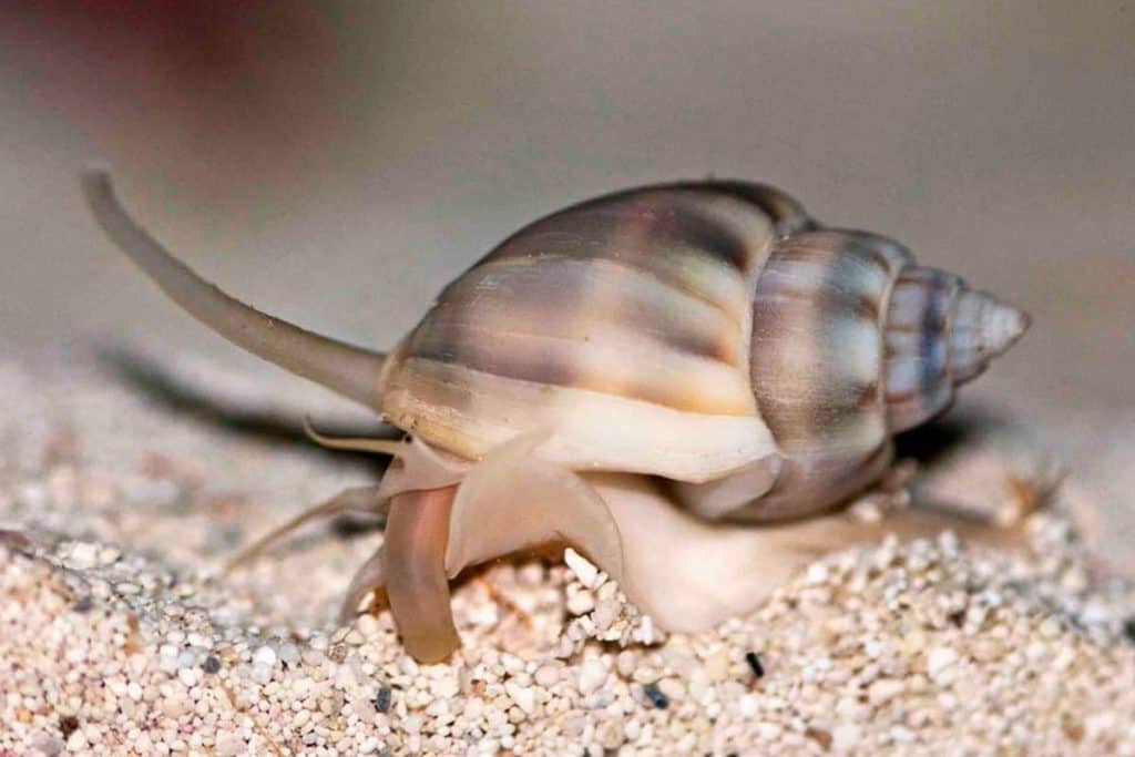 Nassarius sp.