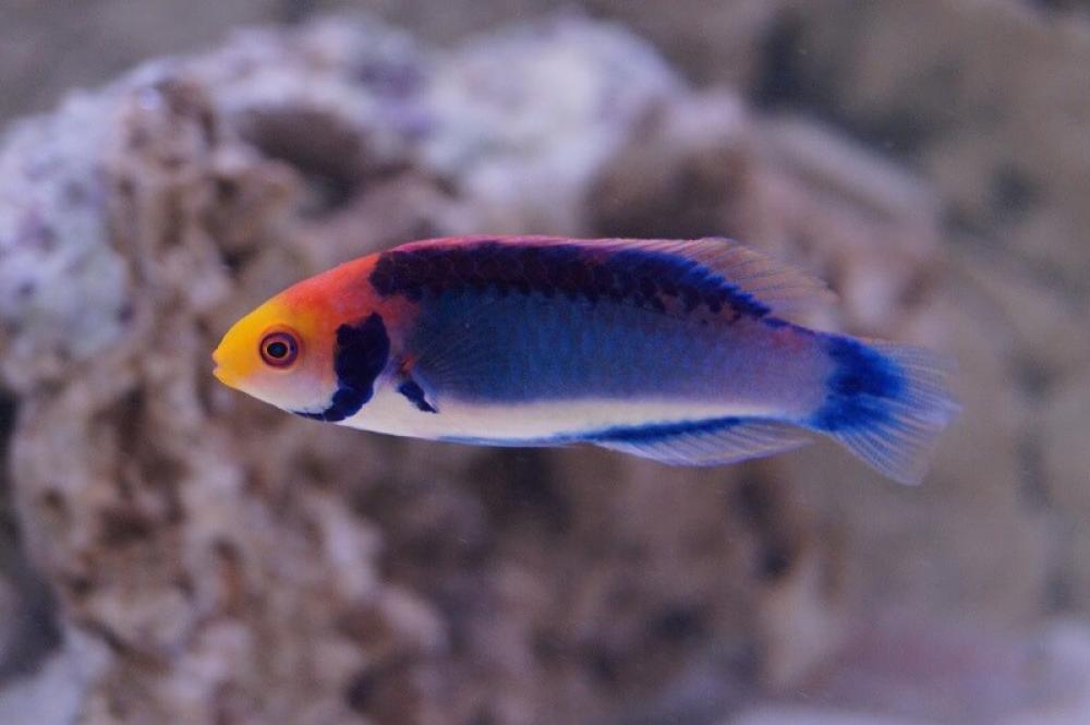 Cirrhilabrus solorensis