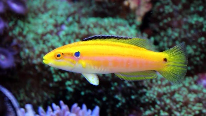 Bodianus Bimaculatus