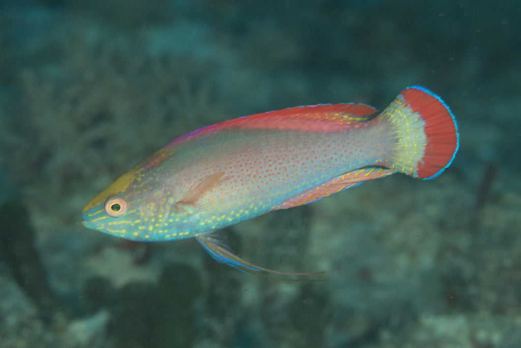 Cirrhilabrus rubrimarginatus