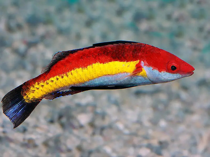 Cirrhilabrus naokoae