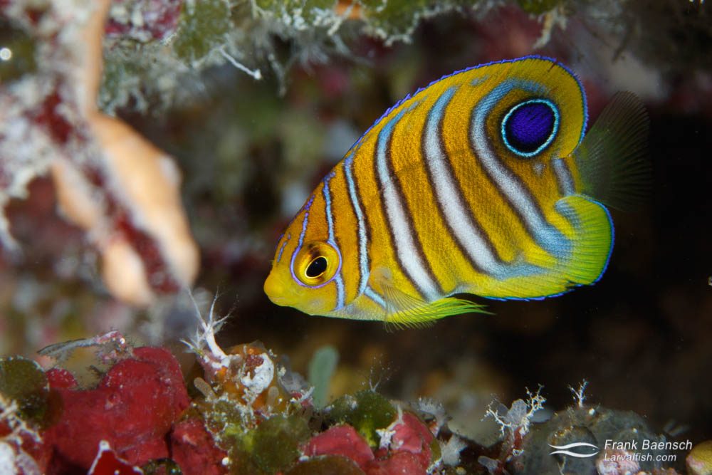 Pygoplites Diacanthus ( tank breed )