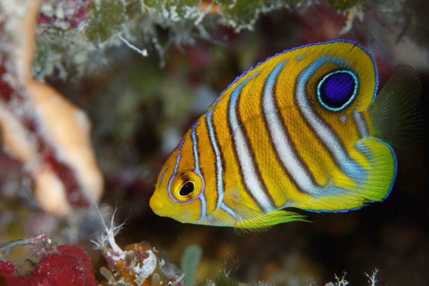 Pygoplites Diacanthus ( tank breed )