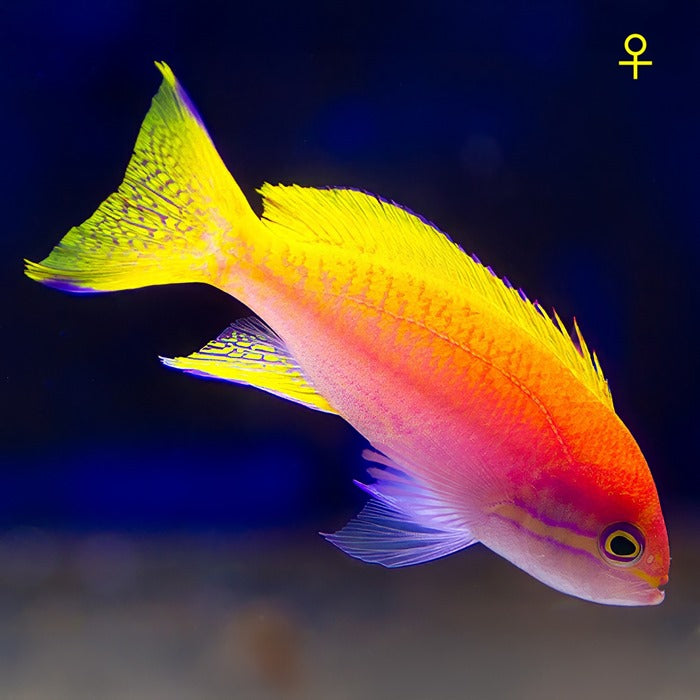Pseudanthias bimaculatus