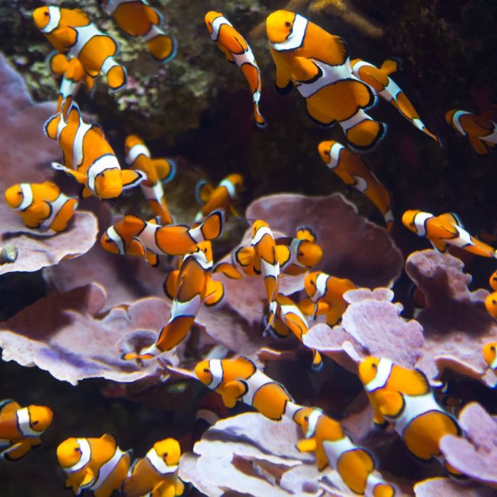 Amphiprion ocellaris false percula