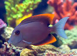 Ctenocaetus tominiensis