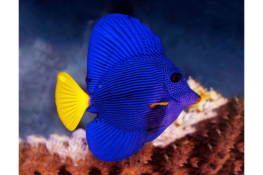 Zebrasoma xanthurum (Red Sea)