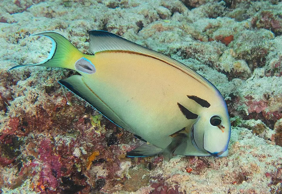 Acanthurus tennenti