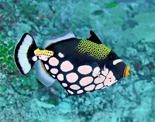 Balistoides conspicillum