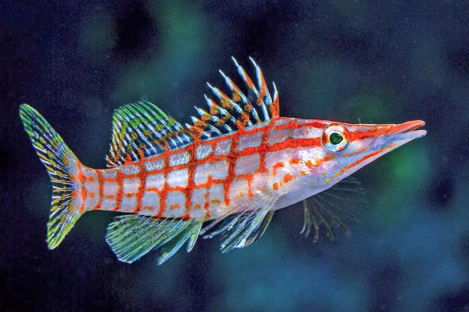 Oxycirrhites typus