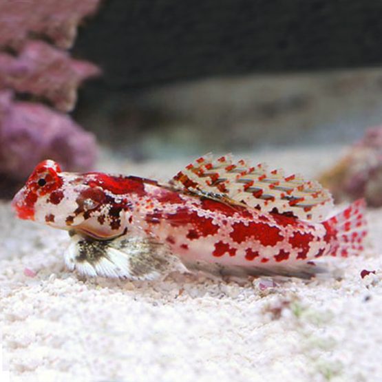 Synchiropus stellatus