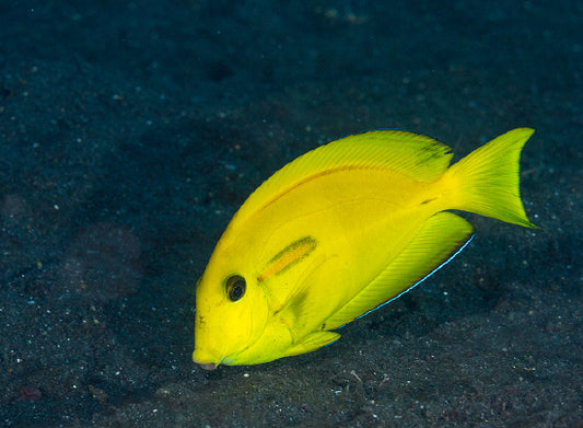 Acanthurus Olivaceous