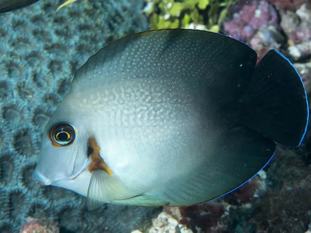 Acanthurus pyroferus