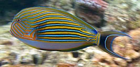 Acanthurus lineatus