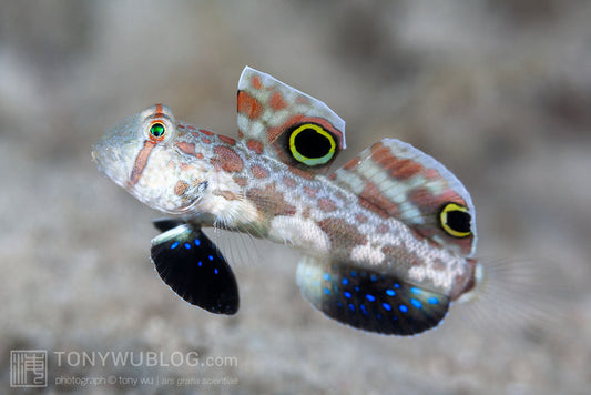 Signigobius biocellatus