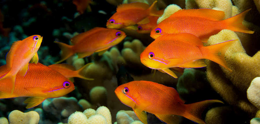 Pseudanthias Squamipinnis