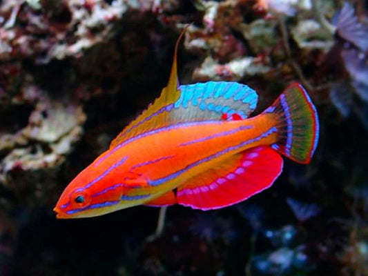 Paracheilinus carpenteri