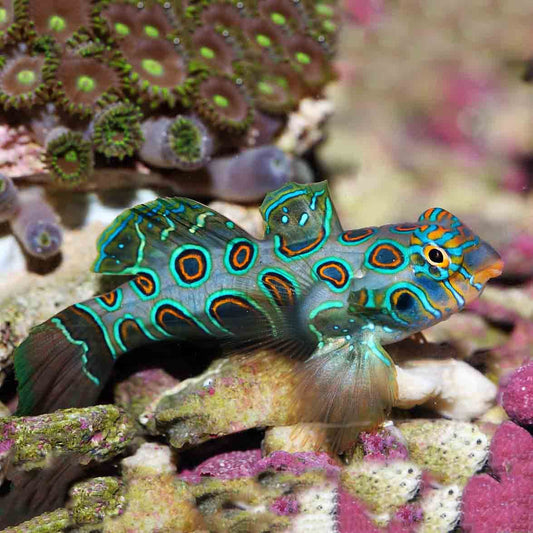 Synchiropus picturatus