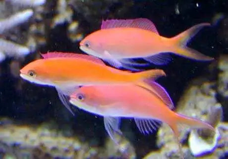 Pseudanthias Dispar