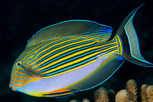 Acanthurus Lineatus