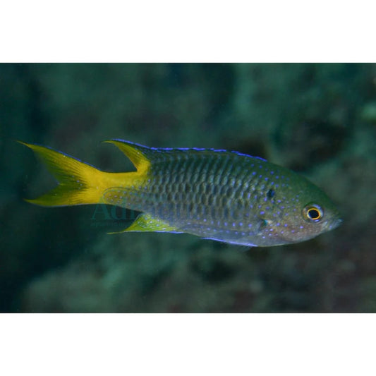 Neopomacentrus nemurus