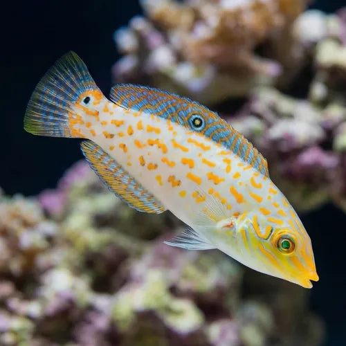 Halichoeres timorensis