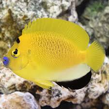 Apolemichthys Trimaculatus