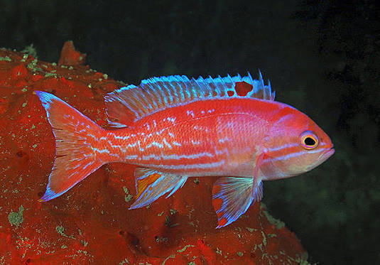 Pseudanthias bimaculatus