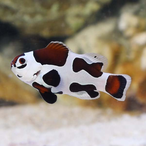 Ocellaris mocha storm orange