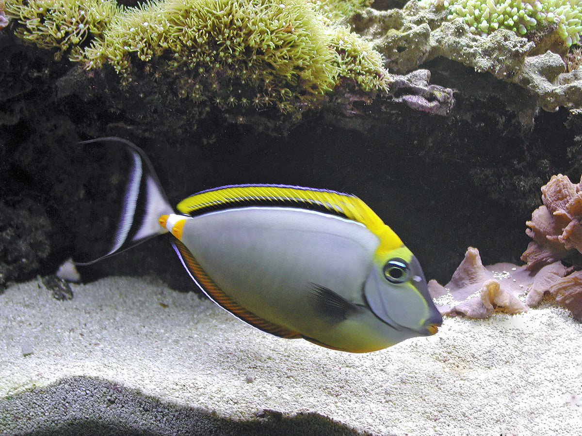 Naso elegans