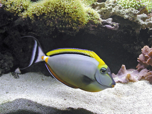 Naso elegans