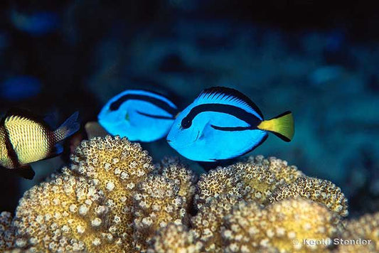 Paracanthurus hepatus