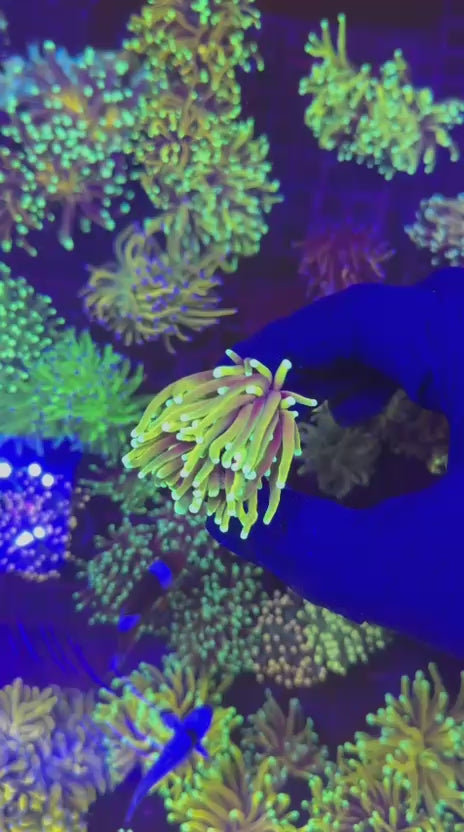 Jester torch (Euphyllia glabrescens)