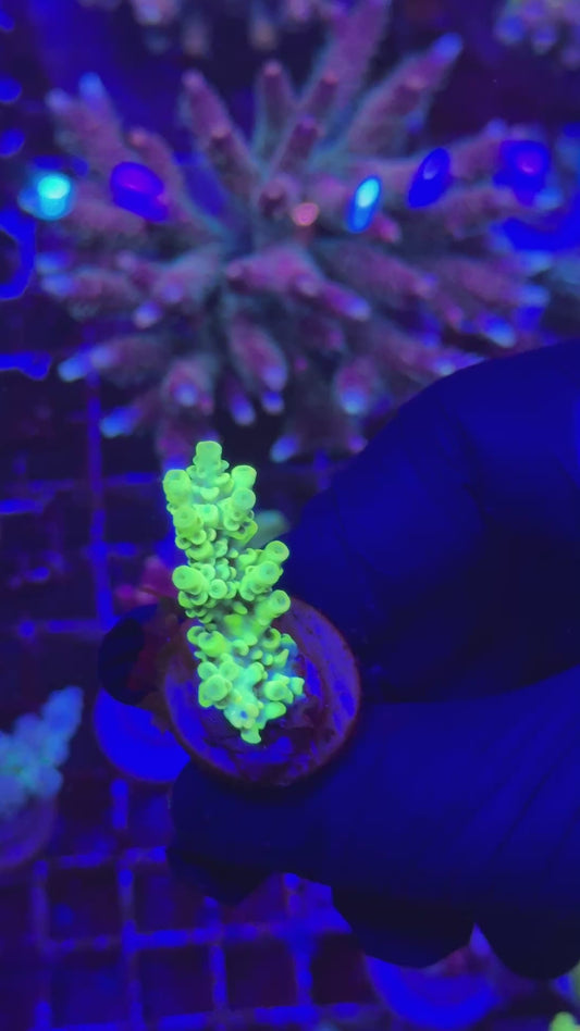 Yellow batu Frag (Acropora batunai)