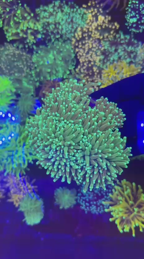 Hulk torch colony (Euphyllia glabrescens)