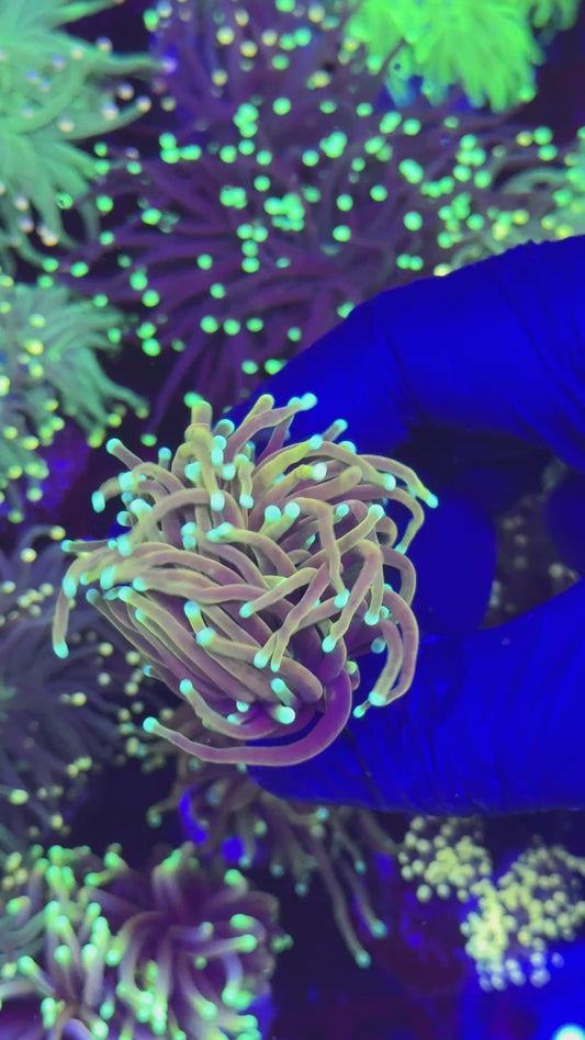 Jester torch ( Euphyllia glabrescens )