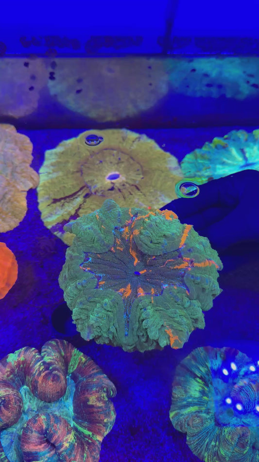 Blue Glitter Acanthophyllia