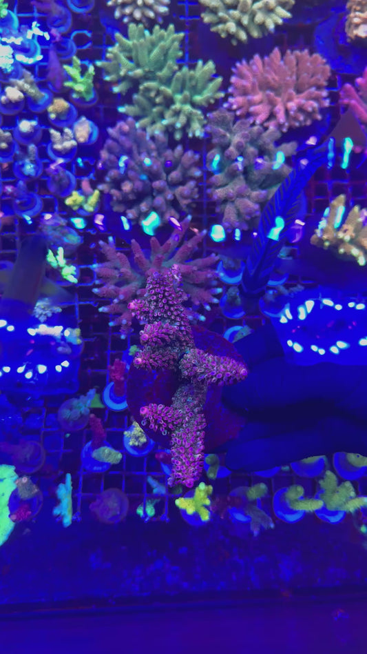 Bicolor staghorn (Acropora robusta)