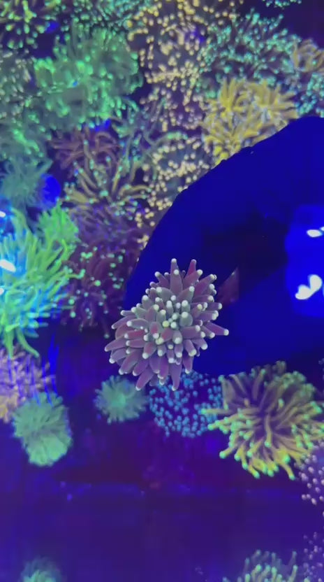 Peach torch (Euphyllia glabrescens)