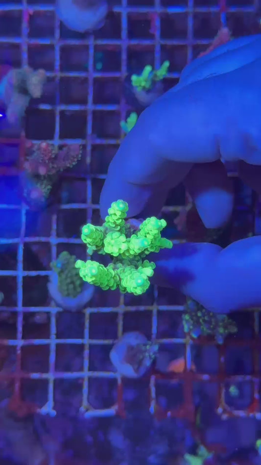 Peter pan tenuis ( Acropora bifaria )