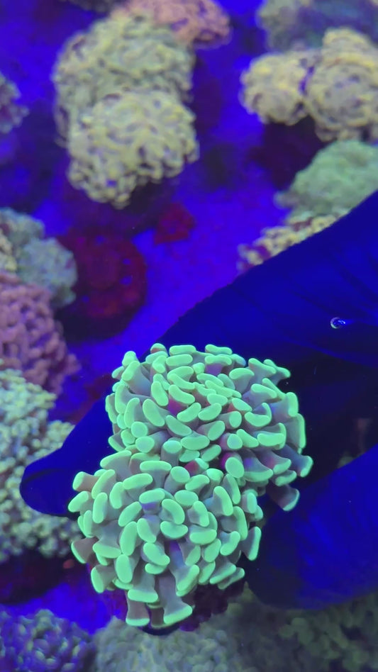 Green hammer ( Euphyllia paraancora )