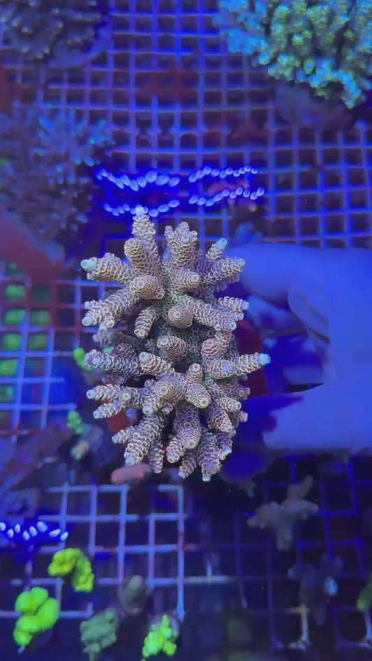 Braveheart milly colony ( Acropora millepora )